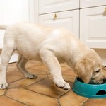 Jak często karmić psa? Odpowiedź naukowców zaskakuje
