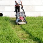 Jak często kosić trawę? Odpowiedź naukowców może zaskoczyć