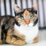 Jak często należy czesać kota? Kluczowa rasa i pora roku 