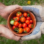 Jak często podlewać pomidory w ogródku, na działce i w szklarni?