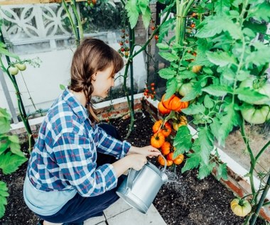 Jak często podlewać pomidory w tunelu? Dorodne owoce będą na wyciągnięcie ręki
