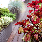 Jak często podlewać rośliny na balkonie i na tarasie we wrześniu?
