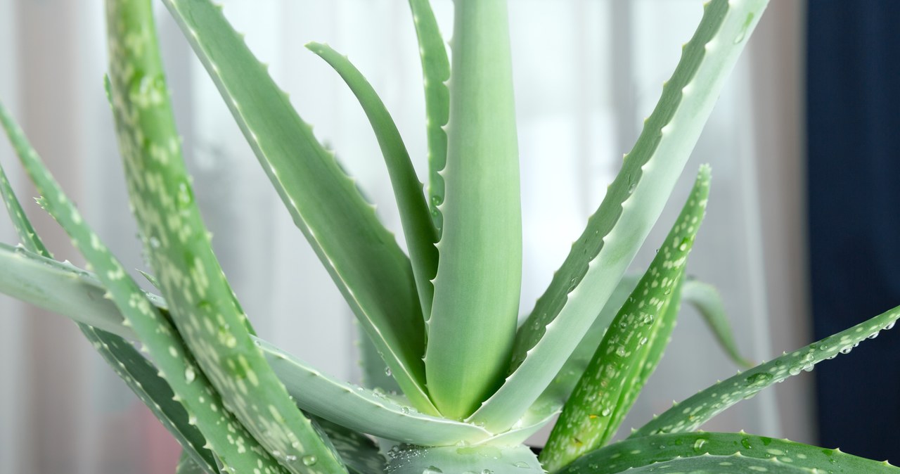 Jak dbać o aloes? /Arturs Budkevics /123RF/PICSEL