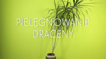 Jak dbać o dracenę? Pielęgnowanie draceny w kilku krokach