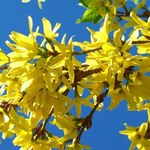 Jak dbać o forsycję