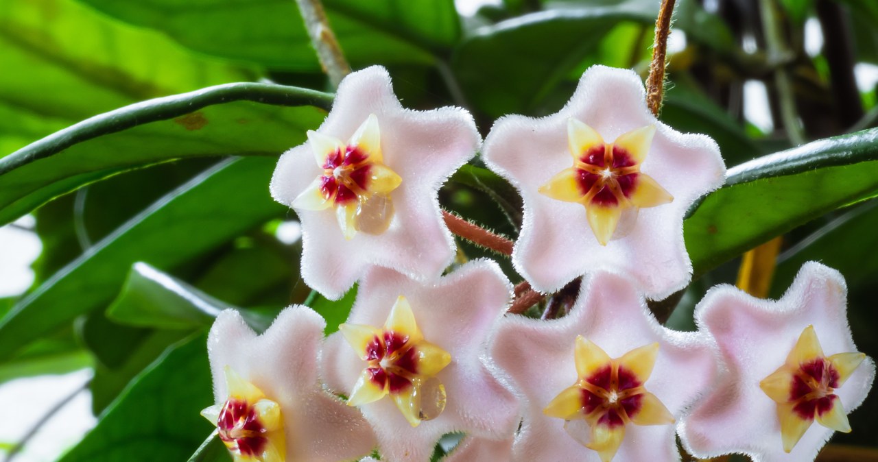 Jak dbać o hoję zimą, żeby szybko zakwitła wiosną? /123RF/PICSEL