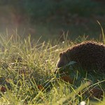 Jak dbać o jeże zimą? Przydatne porady