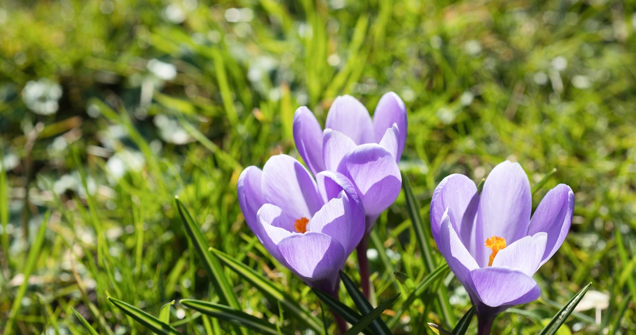 Jak dbać o krokusy, by nie więdły? /123rf.com /123RF/PICSEL