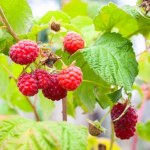 Jak dbać o maliny w maju? Ogrodnik wylicza najważniejsze zabiegi