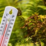 Jak dbać o ogródek w trakcie upałów? O tym trzeba pamiętać