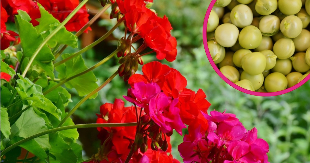 Jak dbać o pelargonie latem? Domowa odżywka pomoże roślinom przetrwać upały /Pixel