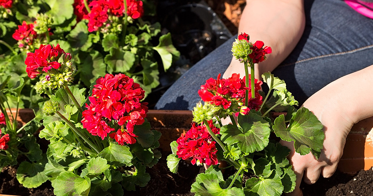 Jak dbać o pelargonie? /123RF/PICSEL