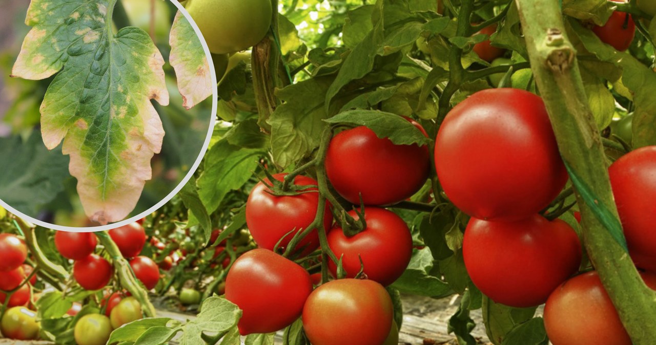 Jak dbać o pomidory, aby ich liście się nie zwijały ? /Pixel