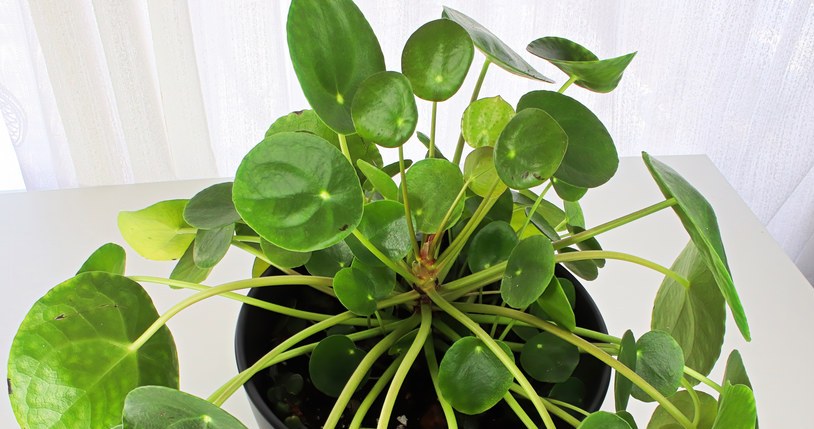 Jak dbać o roślinę, by bujnie rosła? /123RF/PICSEL