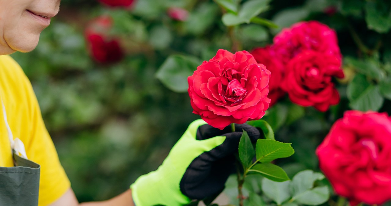 Jak dbać o róże latem? Najważniejsze aspekty pielęgnacji.