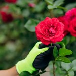 Jak dbać o róże latem? O tych zabiegach musisz pamiętać 