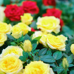 Jak dbać o róże miniaturowe w domu?