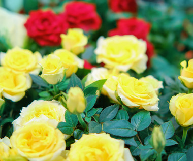 Jak dbać o róże miniaturowe w domu?