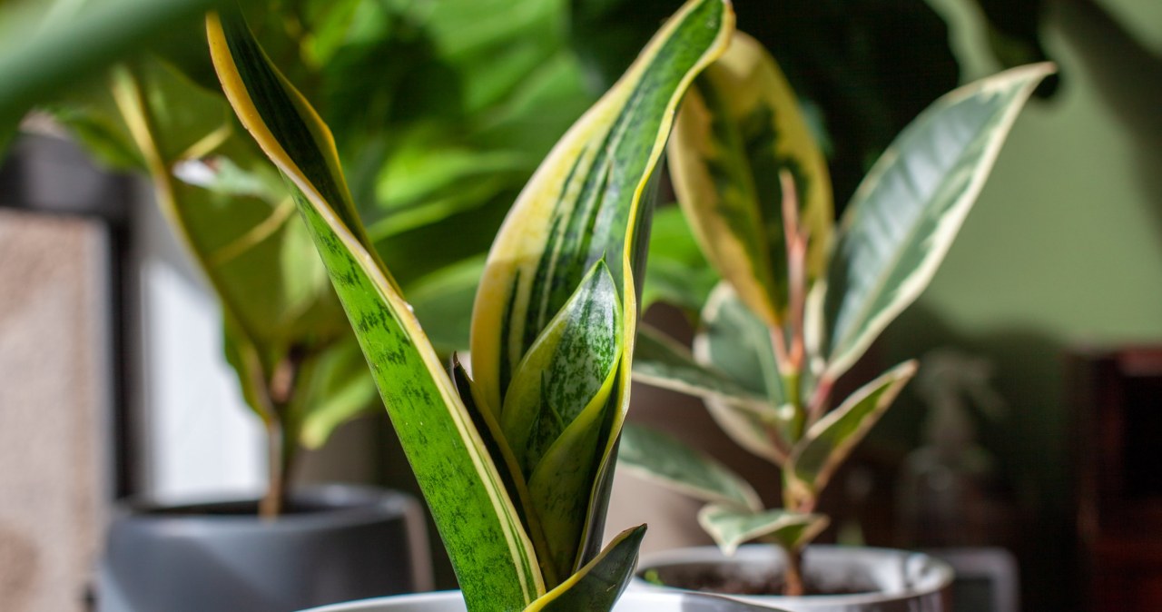 Jak dbać o sansewierię zimą? /123RF/PICSEL