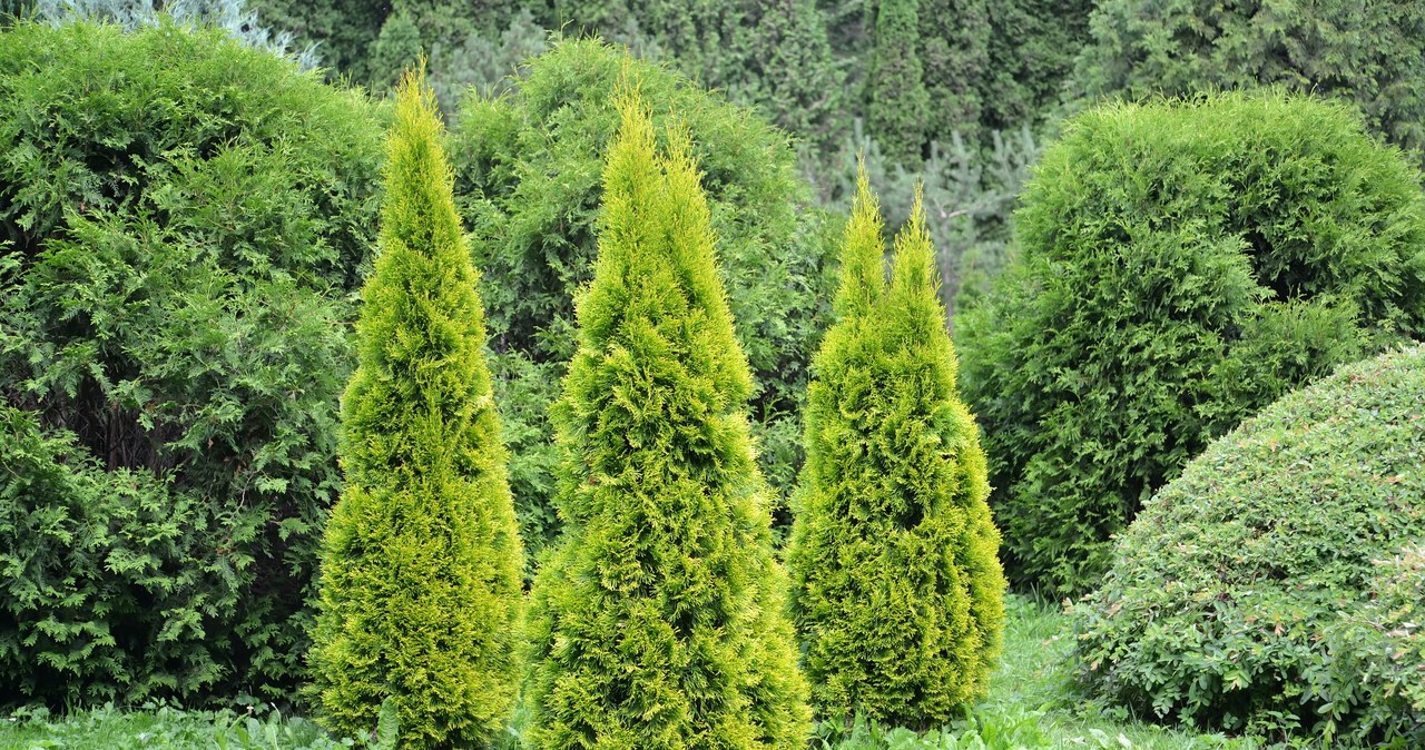 Jak dbać o tuje w ogrodzie? Ważne jest nawożenie drzewek. /123RF/PICSEL