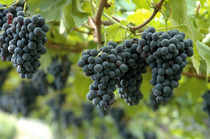 Jak dbać o winogrona, aby bujnie rosły? /123RF/PICSEL