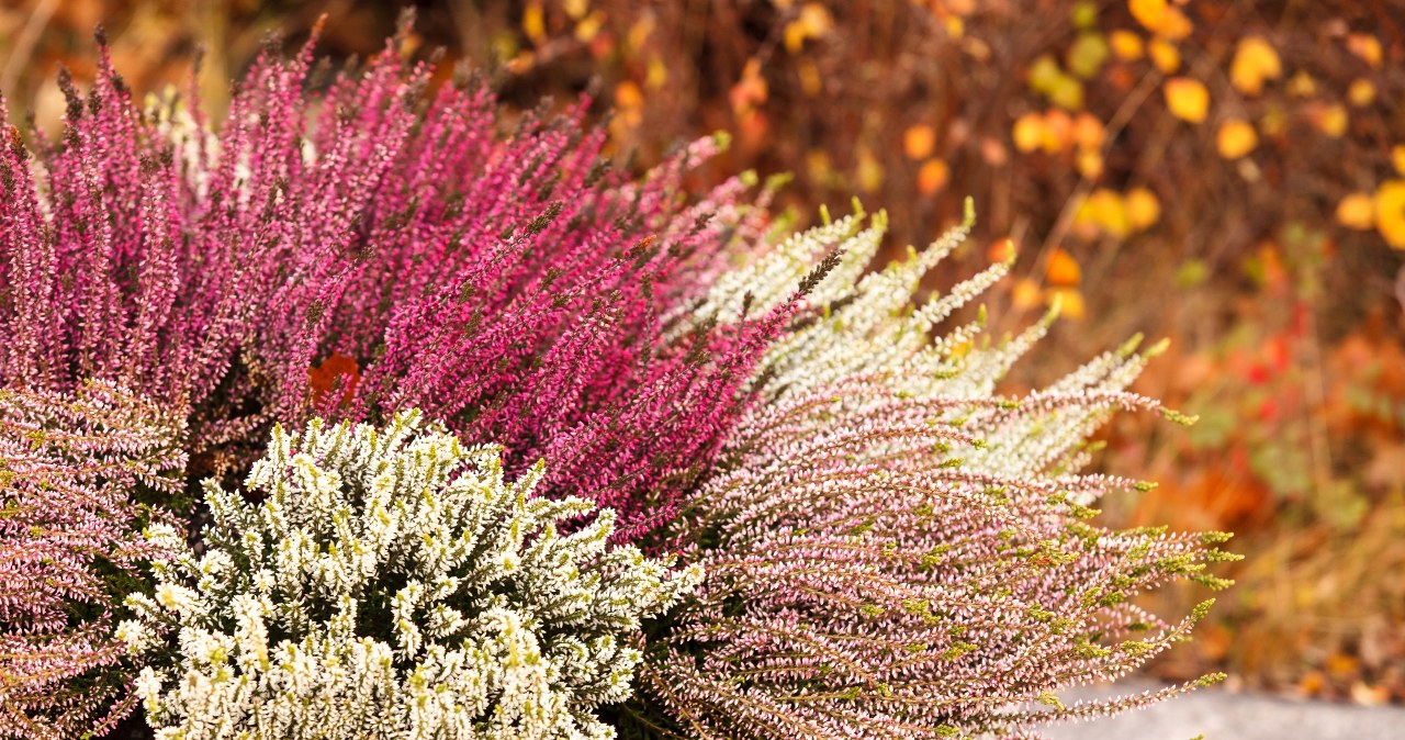 Jak dbać o wrzosy, by nie usychały? /123RF/PICSEL