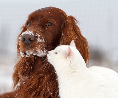 Jak dbać zimą o zwierzęta?
