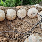 Jak dinozaury opiekowały się jajami? Nowe odkrycia naukowców o inkubacji