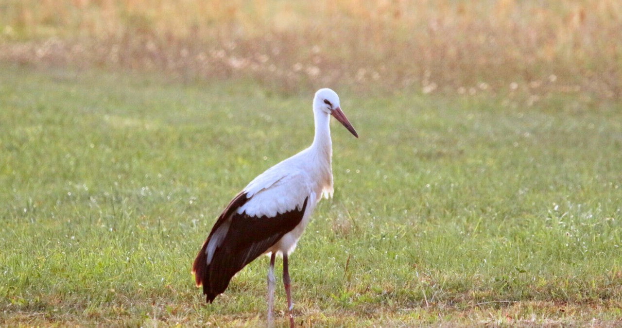Jak długo bocian leci do Afryki z Polski? /ADAM JANKOWSKI/REPORTER /East News