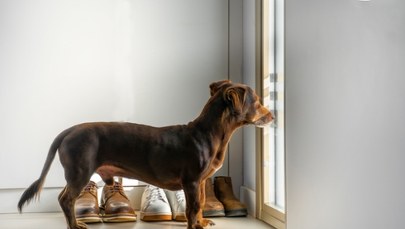 ​Jak długo pies może zostać sam w domu? Eksperci podają maksymalny czas