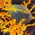 Jak długo trwa odporność na koronawirusa po przejściu infekcji? Jest odpowiedź