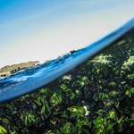 Jak długość dnia wpłynęła na fotosyntezę i natlenienie atmosfery Ziemi?