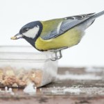 Jak dokarmiać ptaki? Musisz to wiedzieć, zanim zawiesisz karmnik