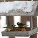 Jak dokarmiać ptaki? Musisz to wiedzieć, zanim zawiesisz karmnik