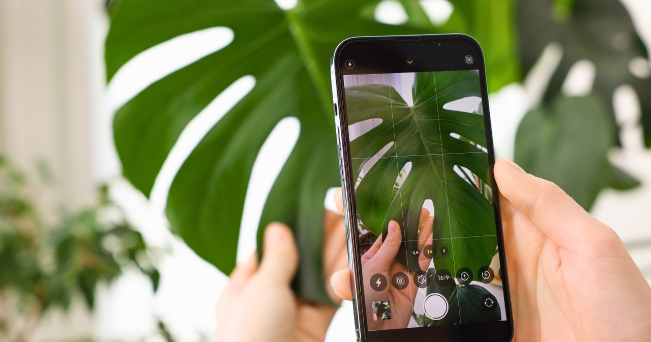 Jak działa aplikacja do rozpoznawania roślin? /liudmilachernetska /123RF/PICSEL