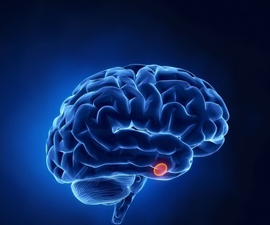 Jak działa przysadka mózgowa?