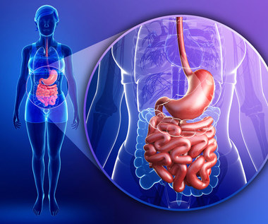Jak działa układ pokarmowy?