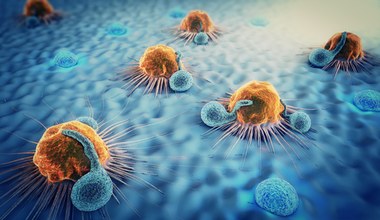 Jak działają limfocyty T i B? To nasza najlepsza ochrona 