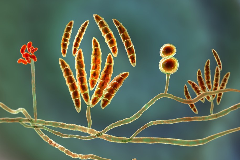 Jak grzyby i bakterie wpływają na powstawanie deszczu? Nowe badania ujawniają zaskakujące mechanizmy /Shutterstock