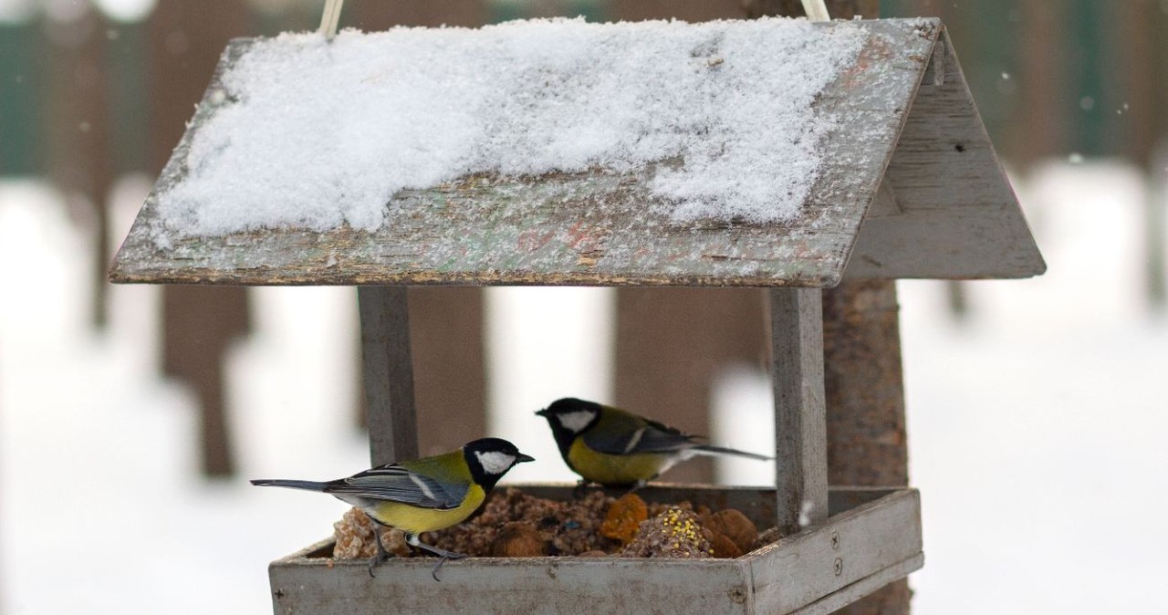 Jak i kiedy dokarmiać ptaki? Musisz pamiętać o tych zasadach /dmyto /Canva Pro
