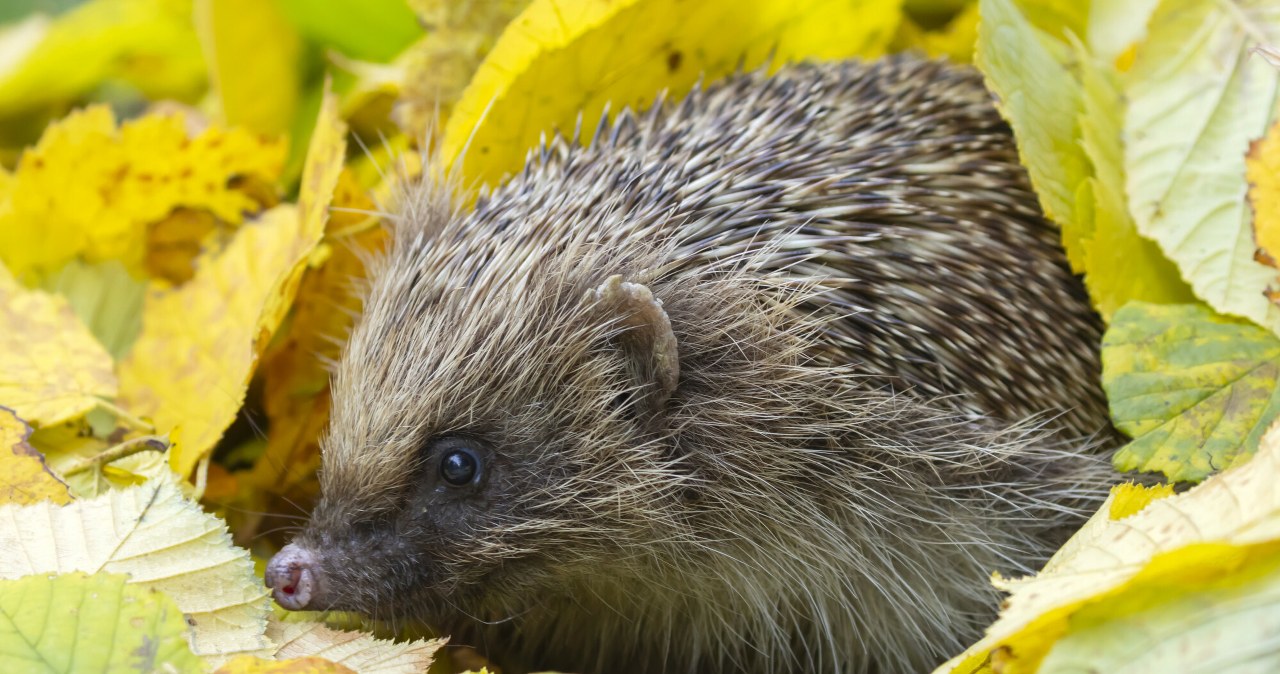 Jak i kiedy pomagać jeżom? O tych zasadach powinien wiedzieć każdy /Kevin Sawford/Cover Images/East News /East News