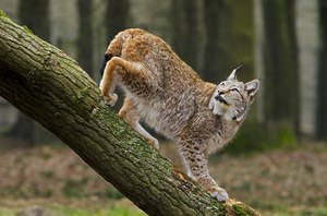 Jak każdy z nas może pomóc rysiom i innym zagrożonym gatunkom?