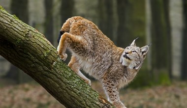 Jak każdy z nas może pomóc rysiom i innym zagrożonym gatunkom?