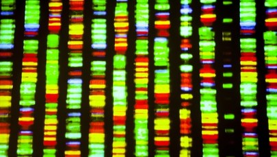 Jak klasyfikować miliony wirusów? Polski program robi to w rekordowym czasie