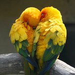 Jak kochają ptaki? Przyrodnik wyjaśnia jak wygląda flirtowanie w świecie zwierząt