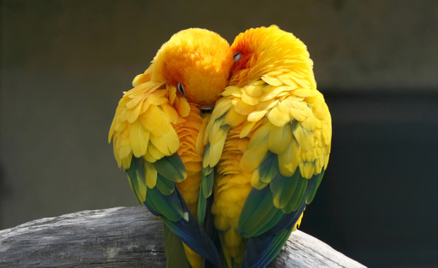 Jak kochają ptaki? Przyrodnik wyjaśnia jak wygląda flirtowanie w świecie zwierząt