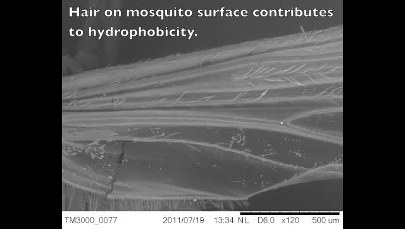 Jak komar radzi sobie z kroplami deszczu