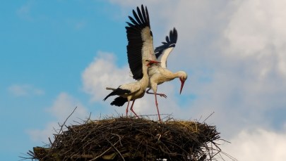 Jak koty zarażają się grypą ptaków? Ekspert wskazuje na bociany