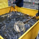 ryba Jak kupić dobrego karpia? Takie ryby nie będą smakować mułem