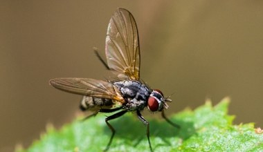 Jak latają owady? Naukowcy odkryli, dlaczego to one są pionierami lotu
